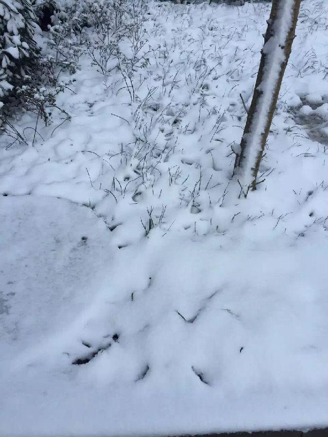 IMG_1712.JPG 濾油機濾芯_重慶下雪啦